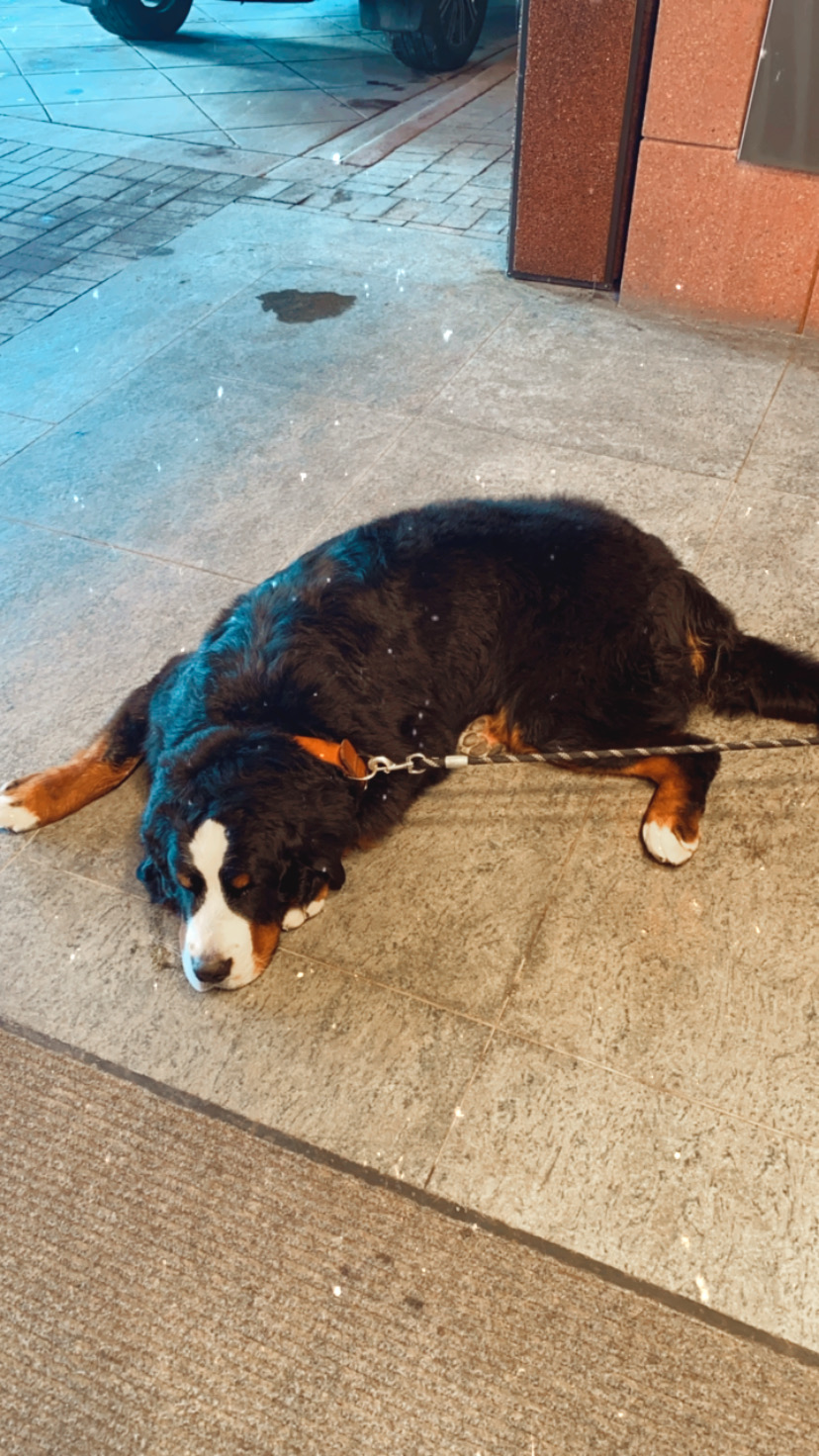 kitty, bernese mountain dog, st. regis