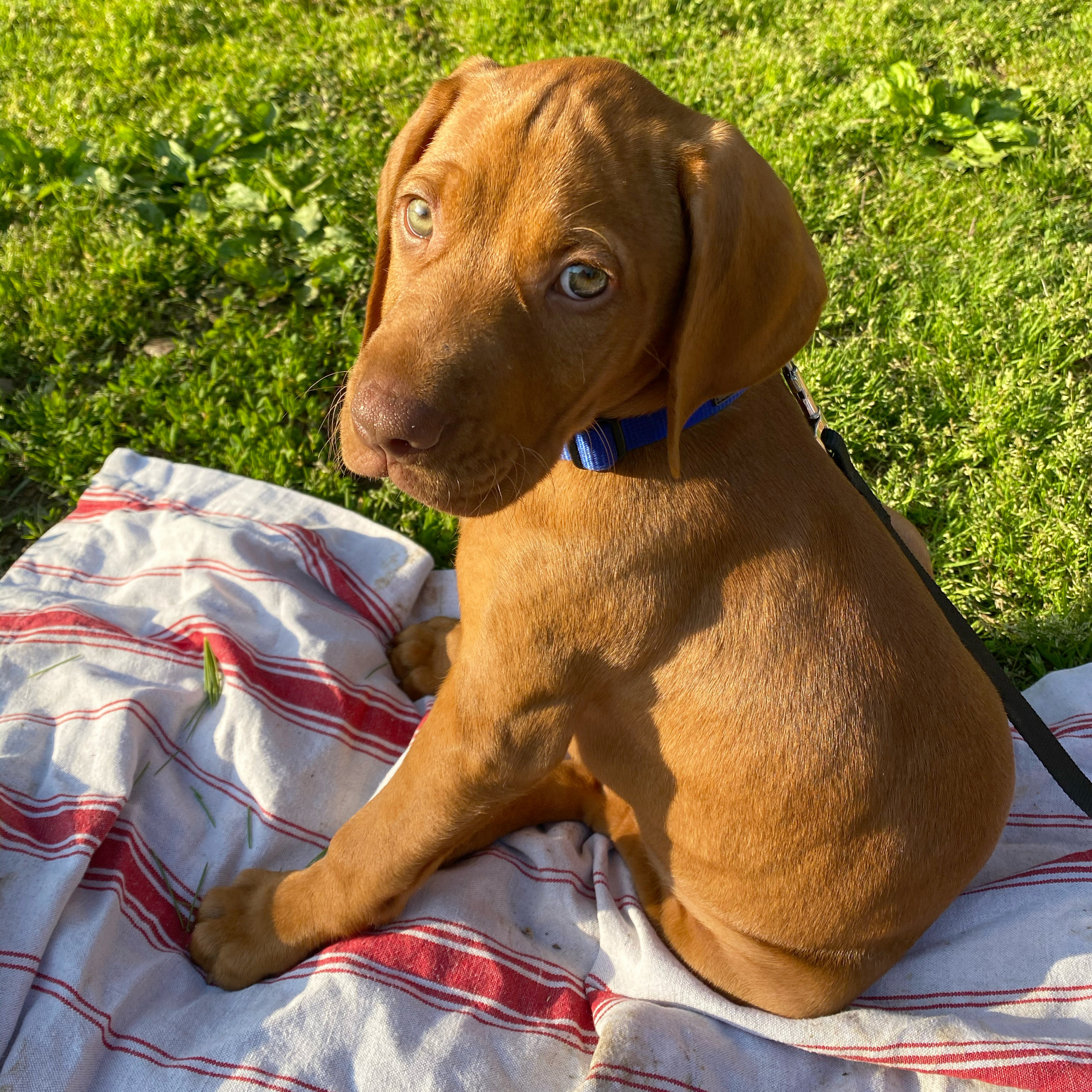 New vizsla puppy, bringing home a vizsla, COVID dog