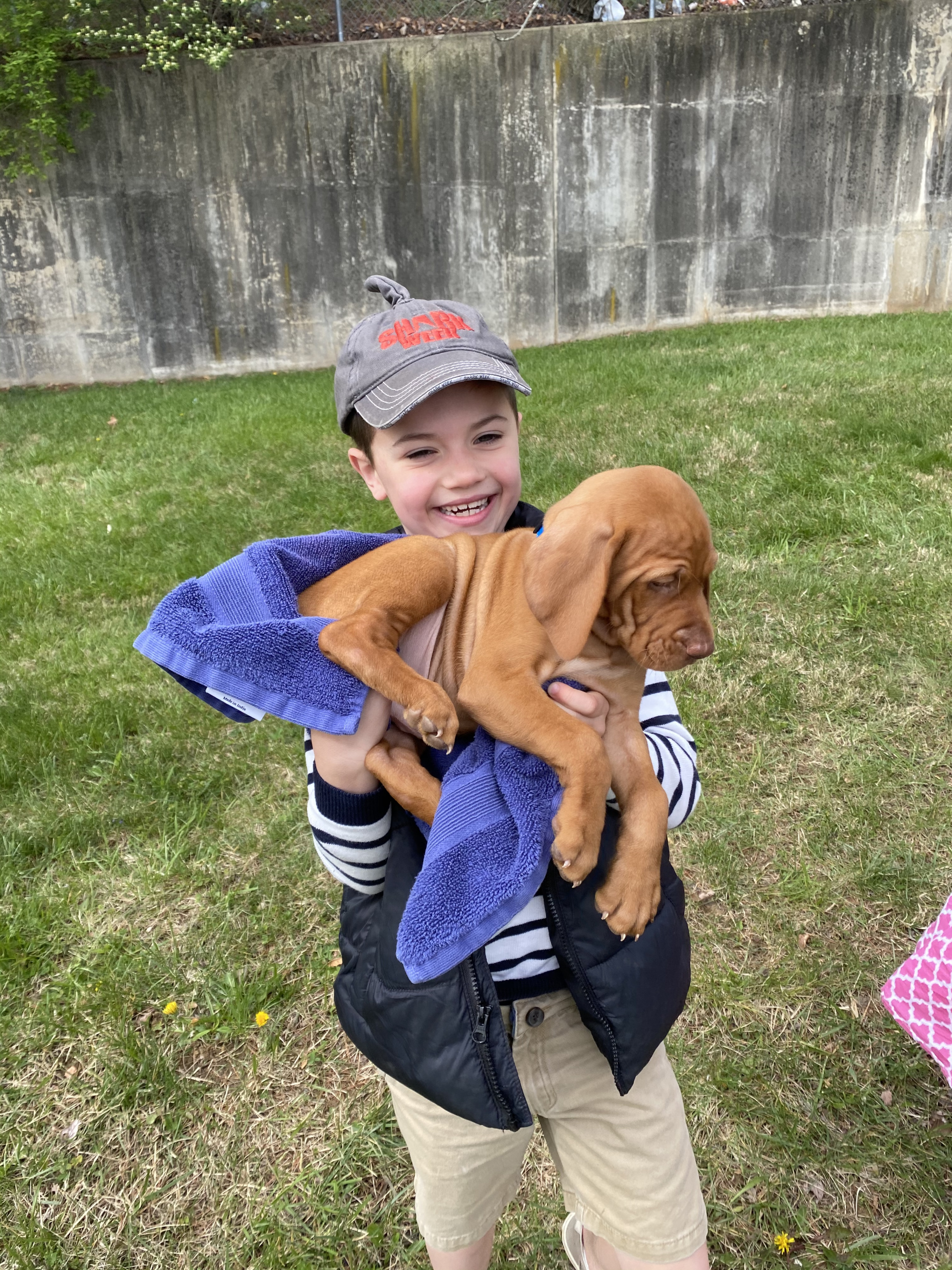 vizsla and child