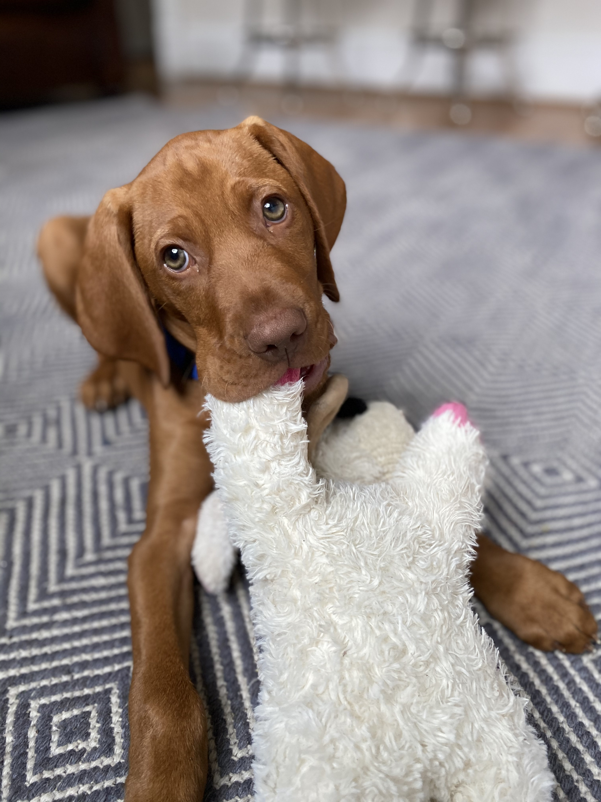 New vizsla puppy, getting a new puppy, puppy announcement