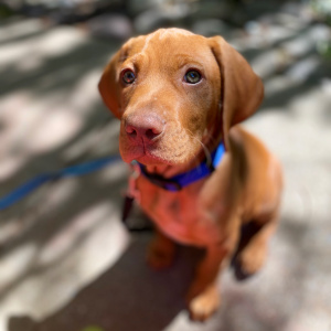 New vizsla puppy, bringing home a vizsla, COVID dog