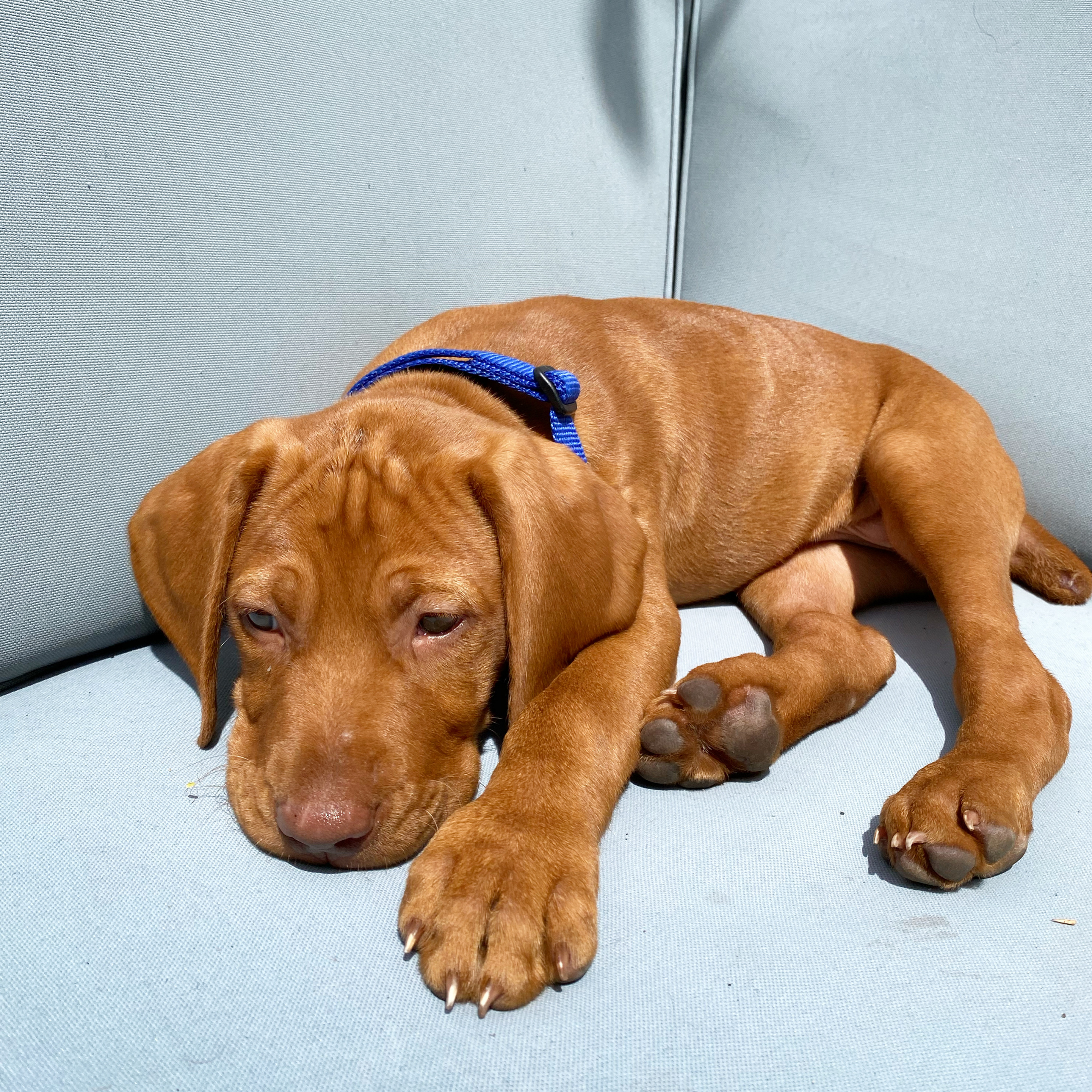 New vizsla puppy, getting a new puppy, puppy announcement