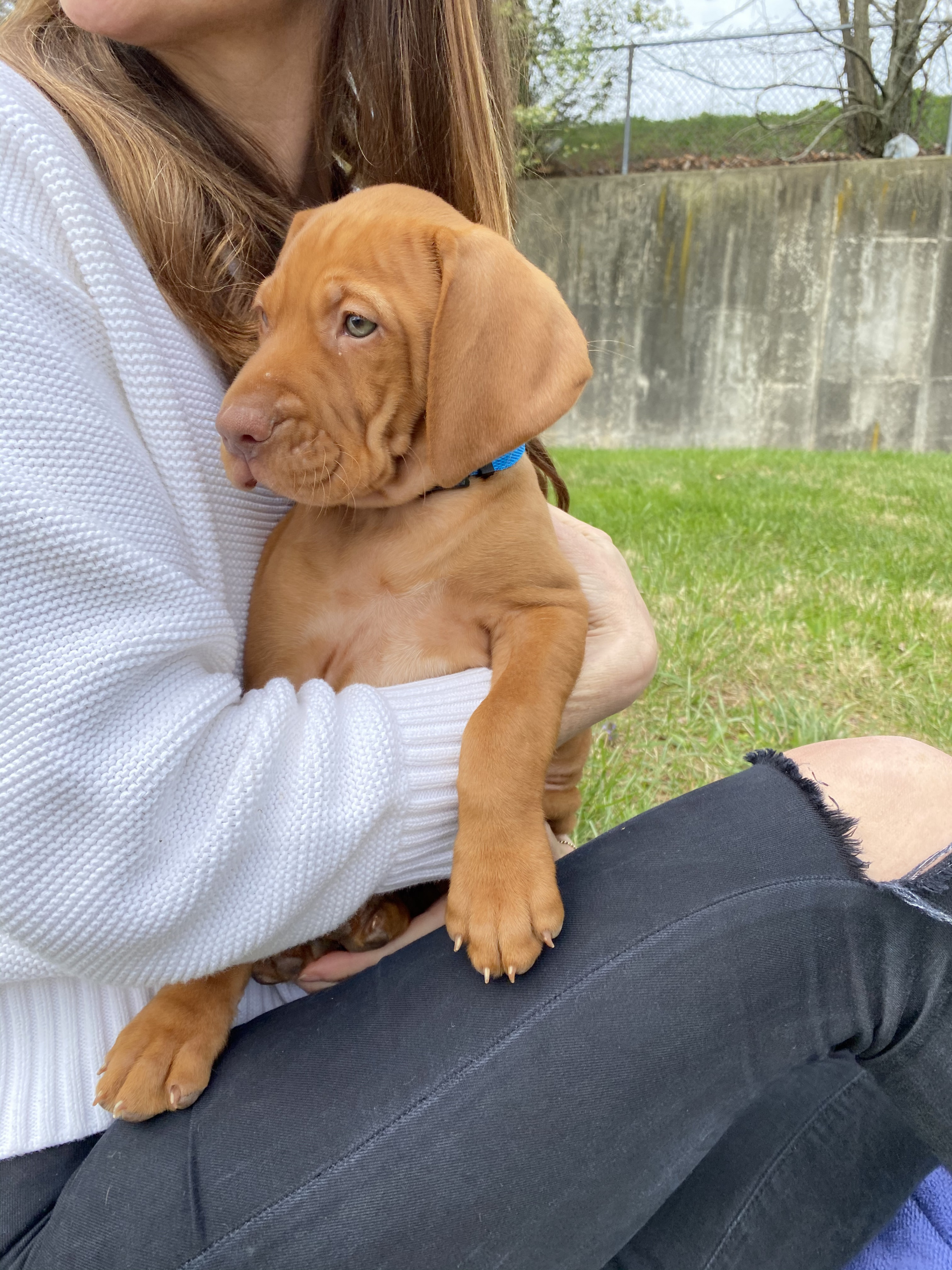 vizsla breed