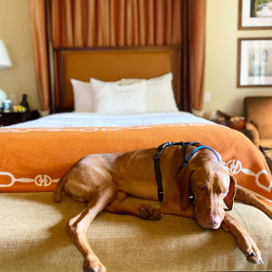 Vizsla puppy, dog friendly hotels outside Washington DC, staying with a puppy at a hotel, hotels that allow dogs
