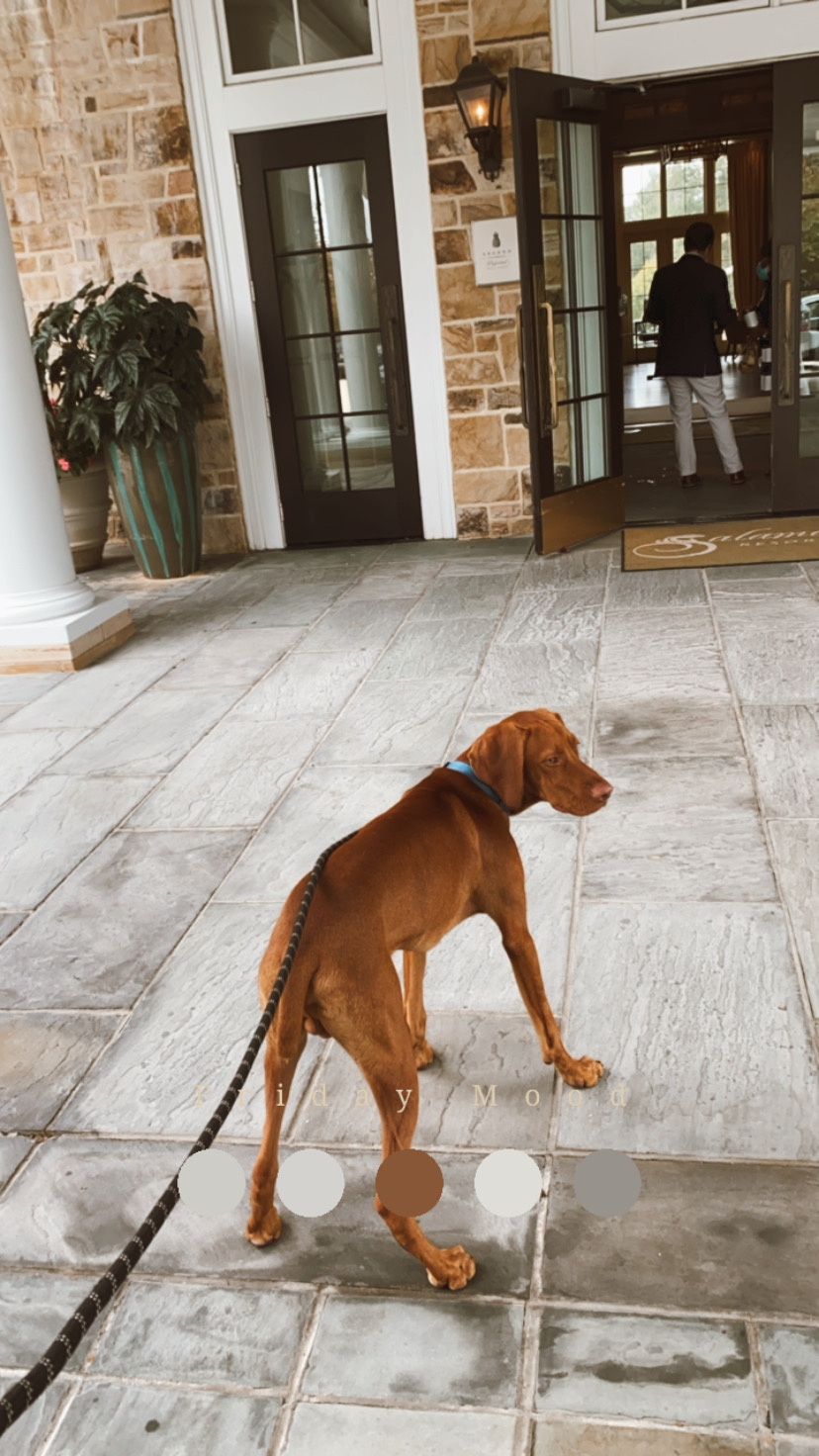 Vizsla puppy - dog friendly hotel