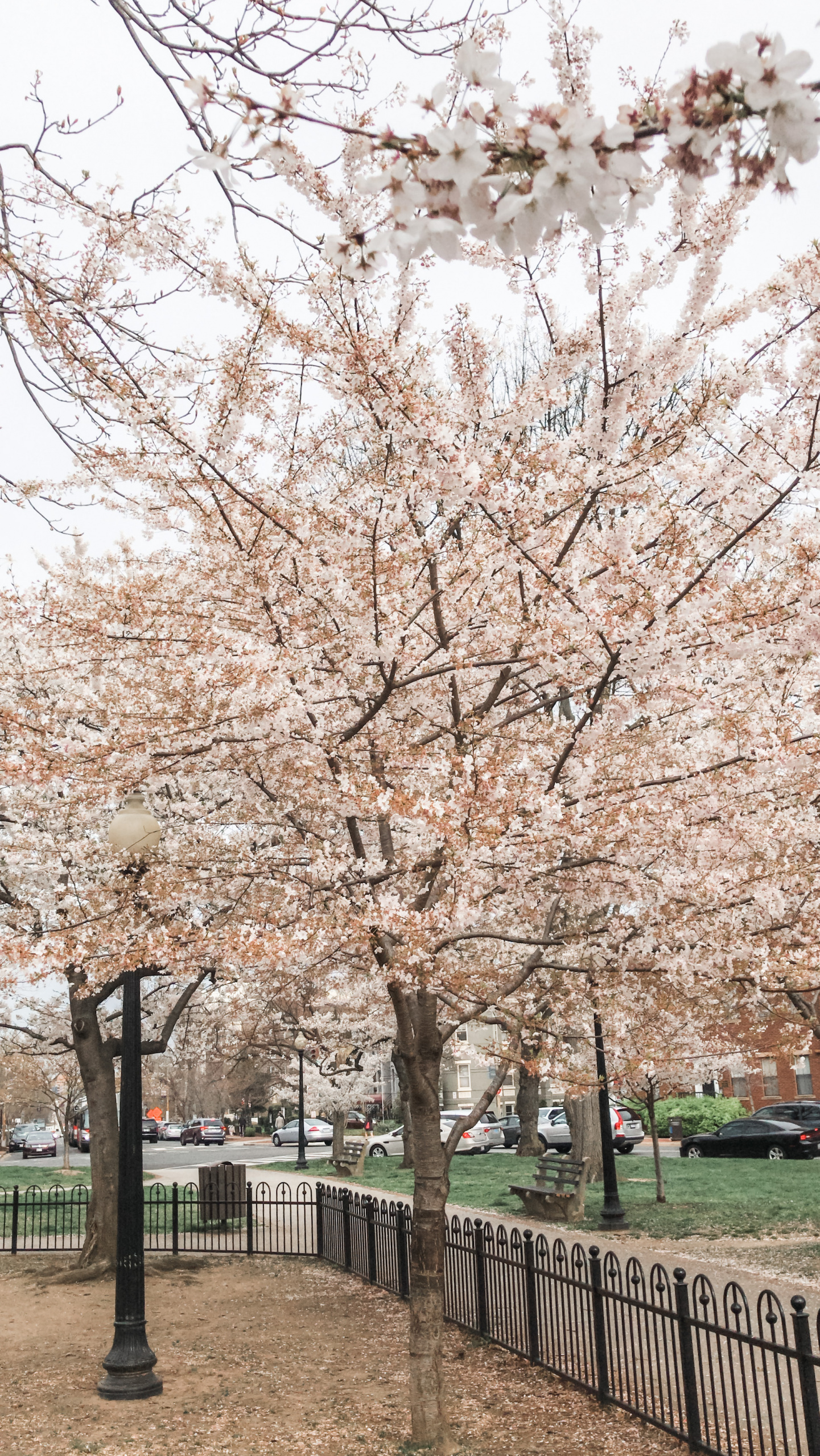 Cherry blossom festival, what to wear to the cherry blossom festival in Washington DC, DC tidal basin, spring outfits in Washington DC