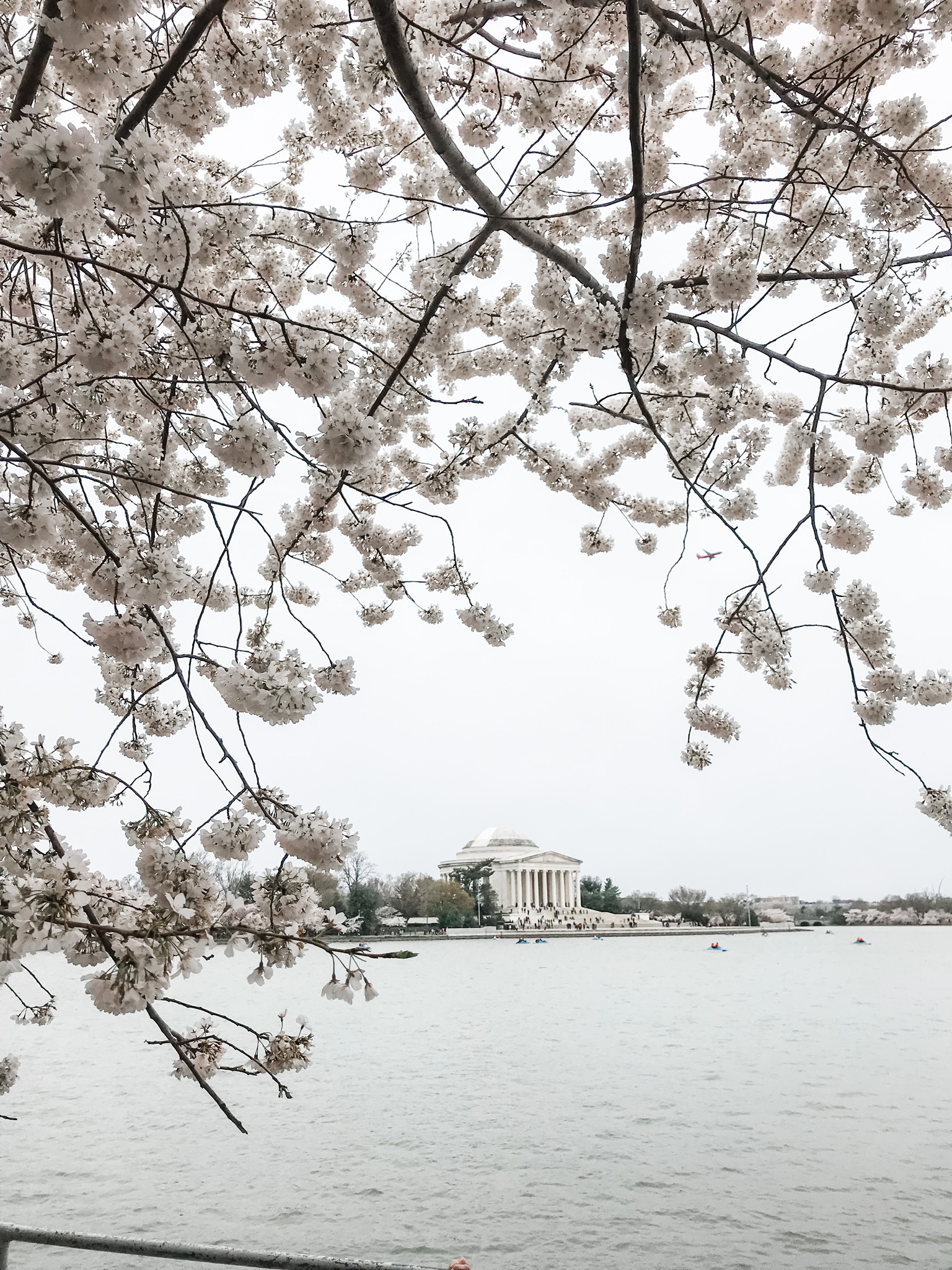 Cherry blossom festival, what to wear to the cherry blossom festival in Washington DC, DC tidal basin, spring outfits in Washington DC