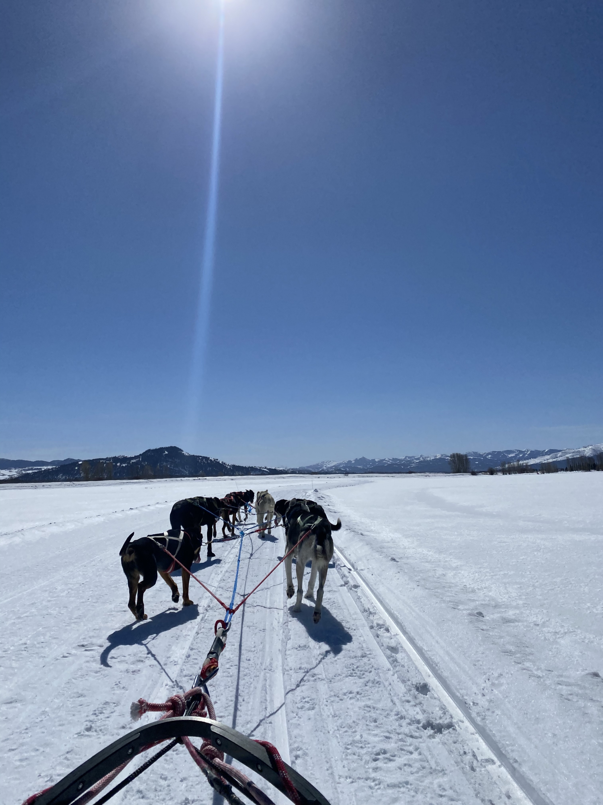 Activities in Jackson hole Wyoming,Dog sled tour adventure, what to do in Jackson Hole with kids 