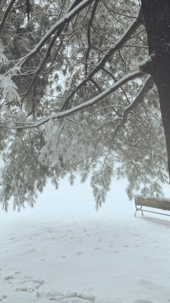 winter in washington dc, snow storm, enjoying the beauty of winter, the slow down of january