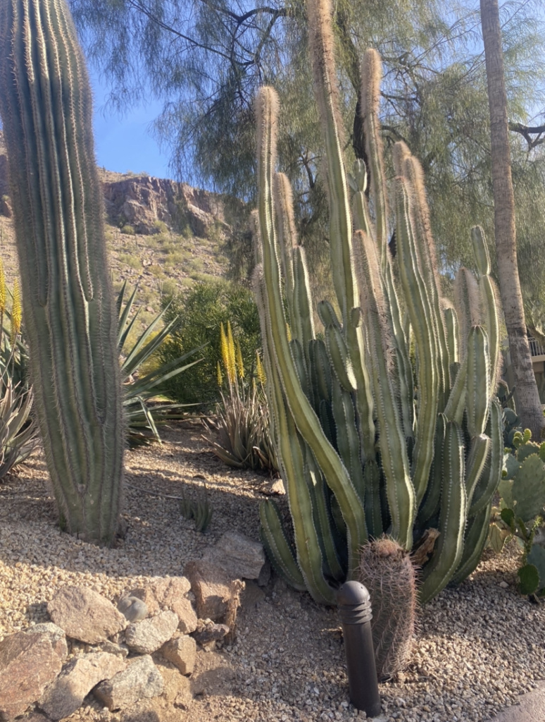 cactus in arizona